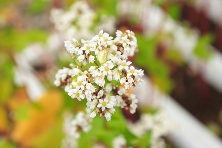 蕎麦の花