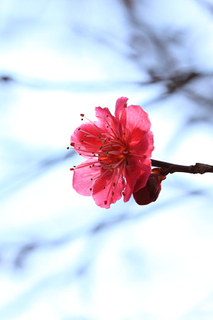 紅梅