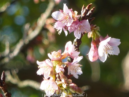 150108-久能山 桜 (4)