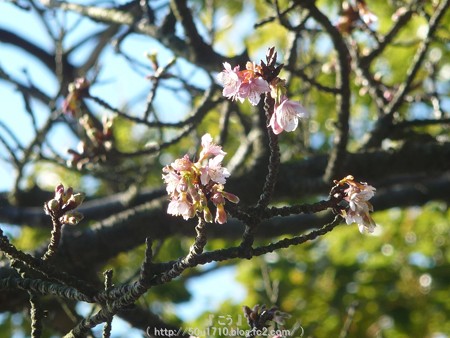 150108-久能山 桜 (7)