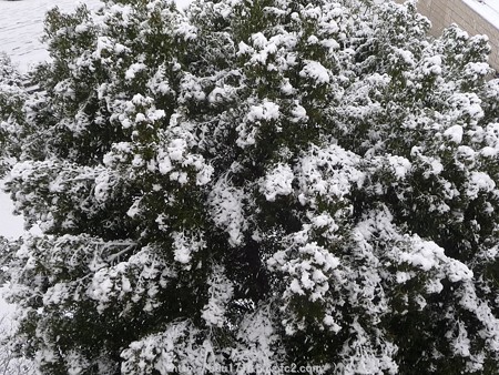 150130-雪 (1)