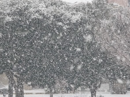 150130-雪 (8)