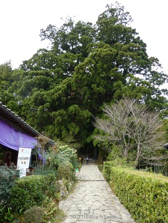 160324-熊野古道 大門坂 (26)