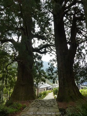 160324-熊野古道 大門坂 (35)