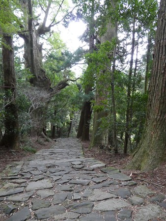 160324-熊野古道 大門坂 (48)
