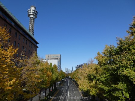 171112-山下公園通り (8)