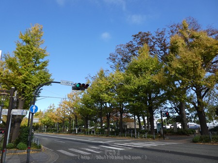 171112-山下公園通り (19)