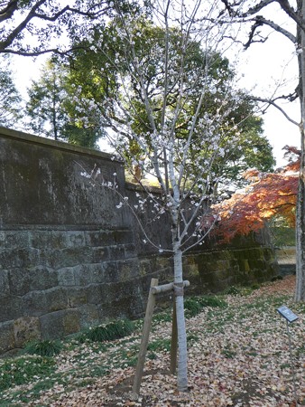 171207-皇居 (31)