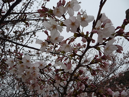 100331-天保山公園 (18)