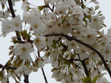100331-天保山公園 (23)
