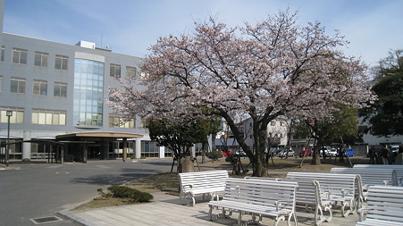 sakura