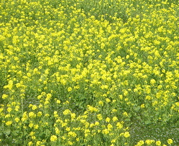 元気の源、菜の花