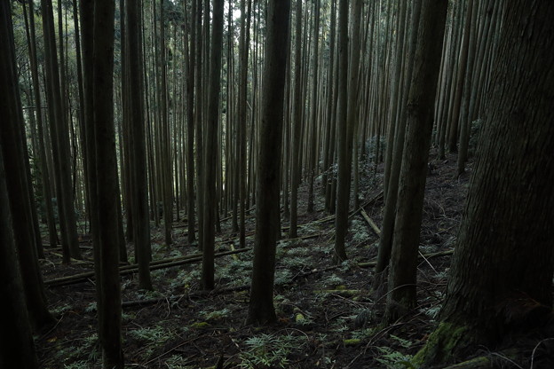 京都･愛宕山32