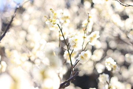 万博公園の梅の花