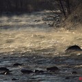 冬の朝の利根川