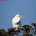 ダイサギ