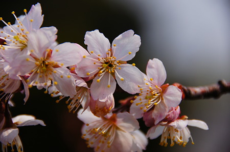 サクランボの花