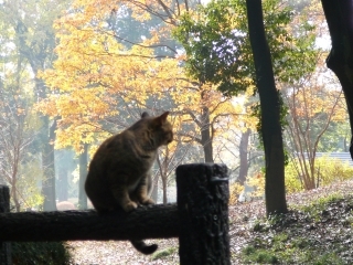 紅葉ネコ