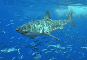 white_shark1