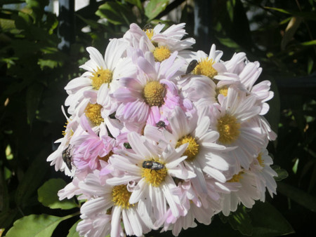 菊1