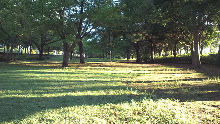 公園の朝1