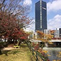 Photos: 猿猴川 河岸緑地 広島市南区的場町2丁目 2017年11月9日