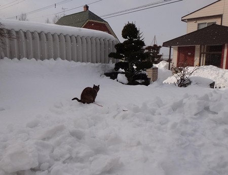 チビタン