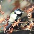 Photos: シジュウカラ