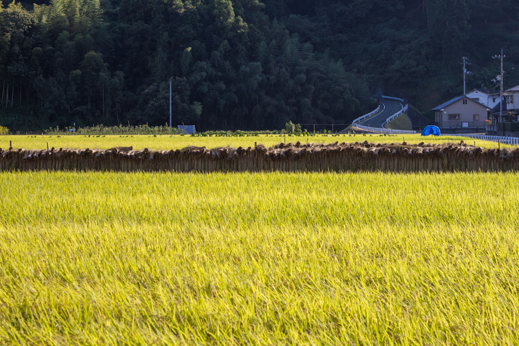 IMG_1067 写真: IMG_1067