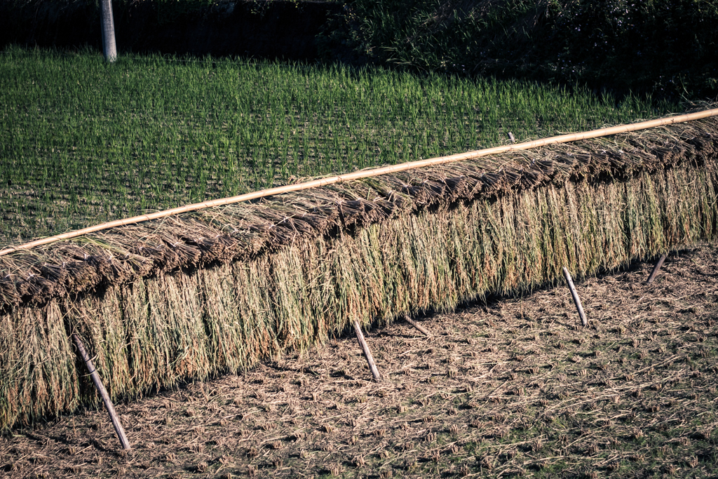 IMG_1086 写真: IMG_1086