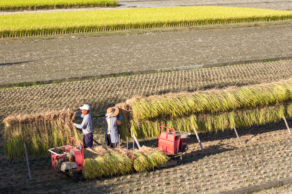 IMG_1242 写真: IMG_1242