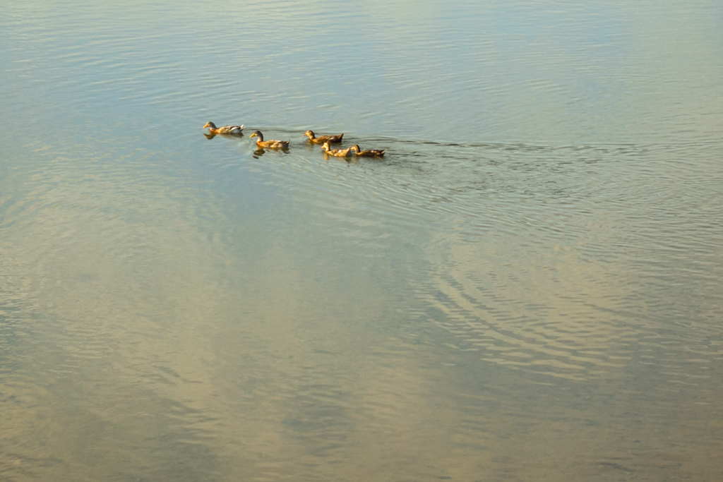 IMG_1348 写真: IMG_1348