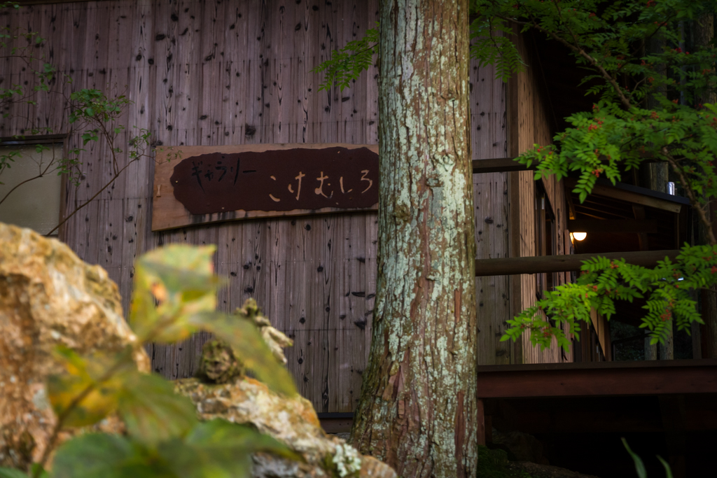 写真: IMG_3279