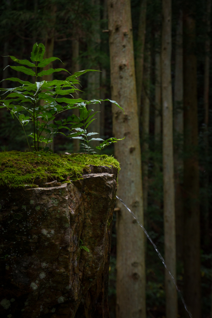 写真: IMG_3312
