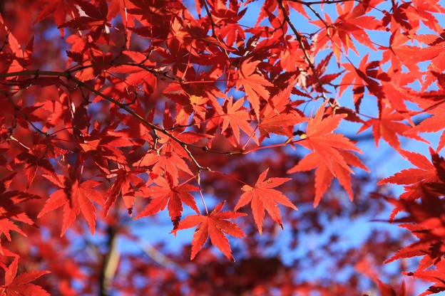 2014富士河口湖紅葉祭り２