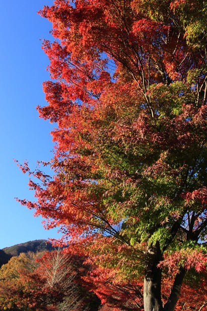 2014富士河口湖紅葉祭り７