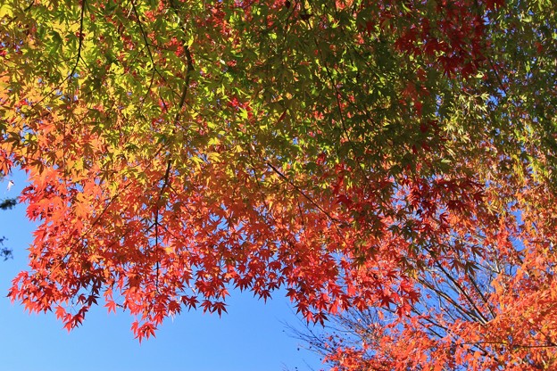 2014富士河口湖紅葉祭り８
