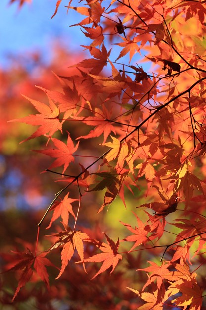 2014富士河口湖紅葉祭り１３