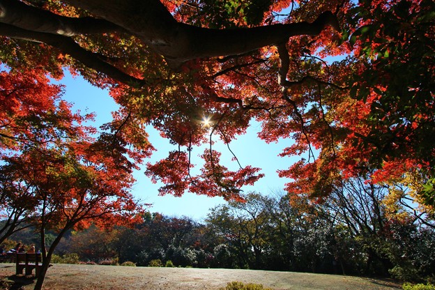 紅葉乱舞