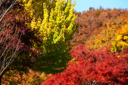 紅葉の木々