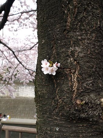 恩田川16
