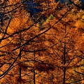 Photos: 黄葉
