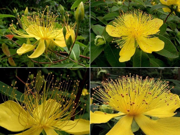 ビヨウヤナギ と セイヨウキンシバイ 花の比較に 写真共有サイト フォト蔵