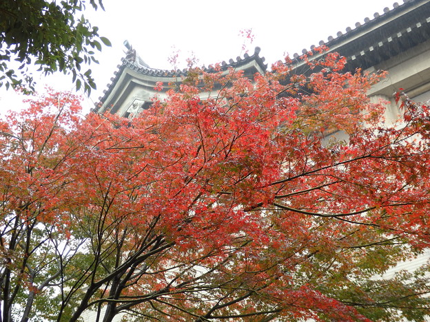 東京国立博物館本館の秋