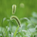 ねこじゃらし