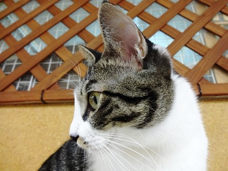 ココア「ぼくに疑いがかけられてるの!?」