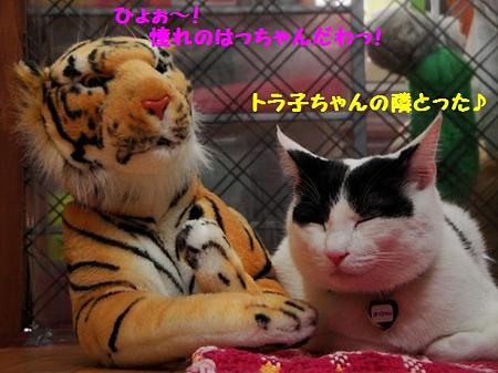 はっちゃん&トラ子1