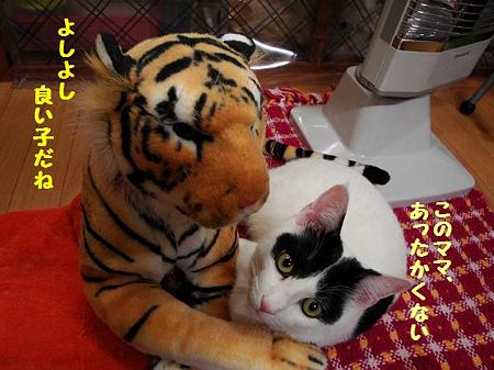 はっちゃん&トラ子3