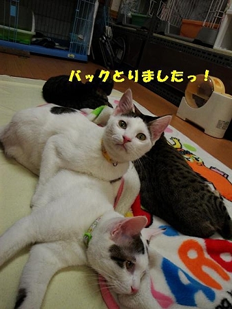 ジャンボ&タカラ