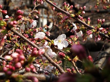 2011.03.30 目黒川の桜